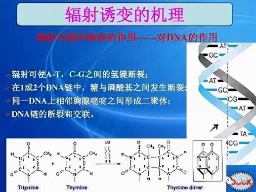 太空辐射能让人基因突变甚至死亡，为什么还能让植物种子变高产？