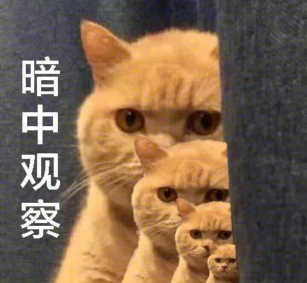 猫走丢了怎么办？“剪刀大法”真的有用吗？