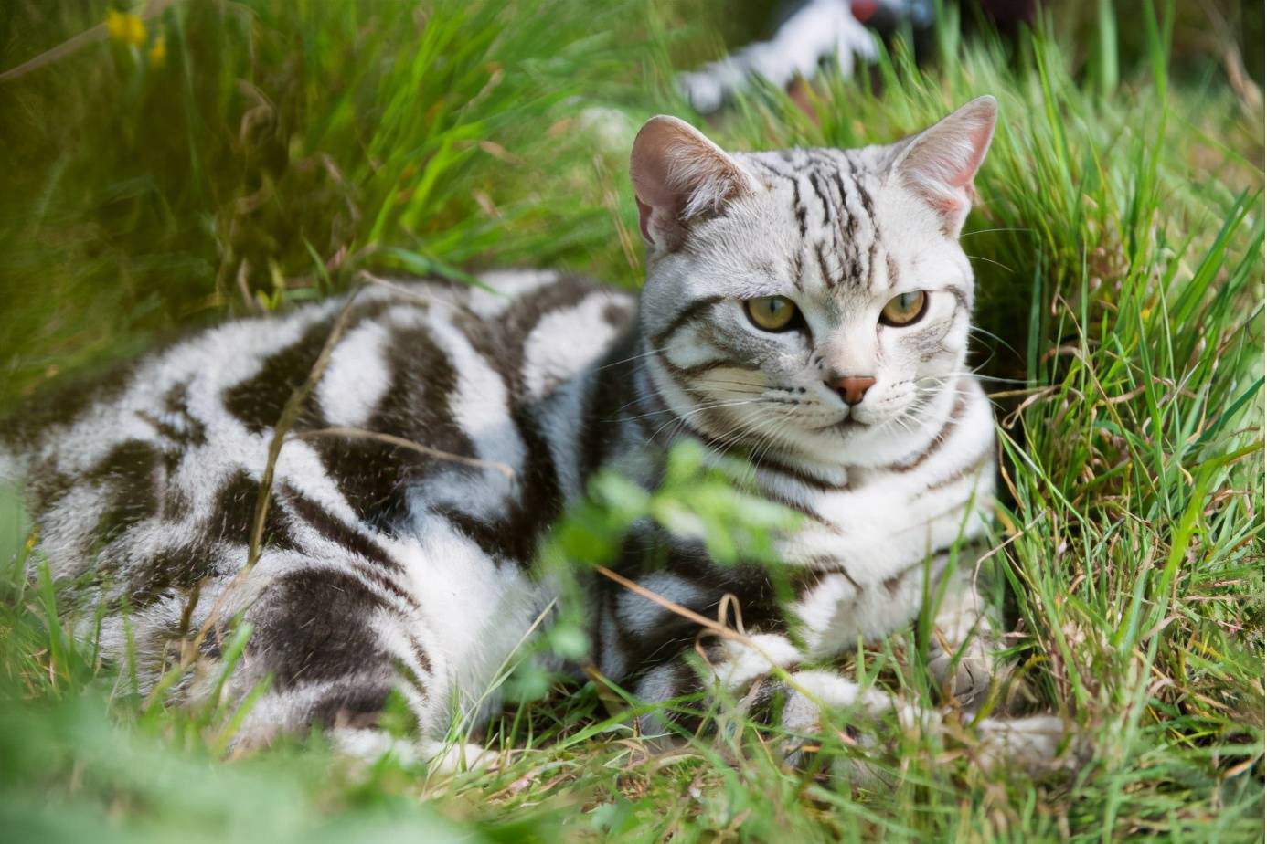 十大可爱猫咪品种，一起来了解吧