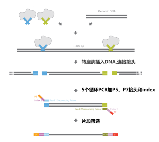 DNA建库试剂盒大比拼：TruSeq Or Nextera？