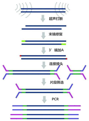 DNA建库试剂盒大比拼：TruSeq Or Nextera？