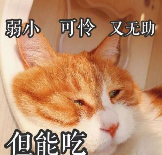 猫走丢了怎么办？“剪刀大法”真的有用吗？