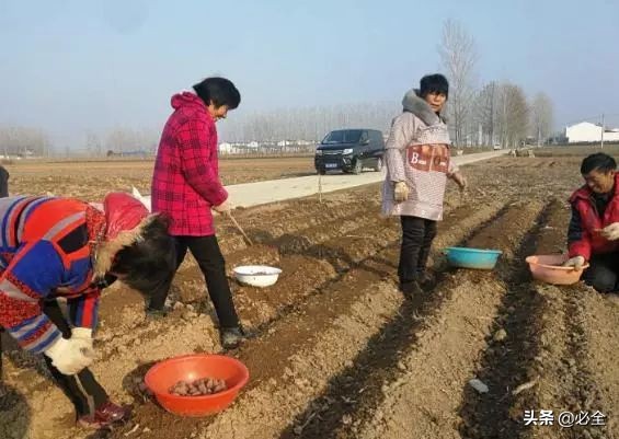 农村致富项目，种植什么最赚钱#来听听种植大户怎么说