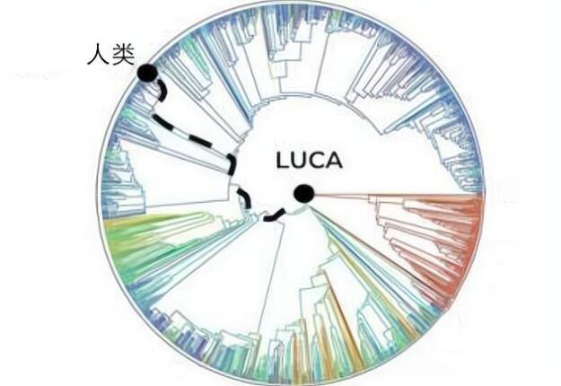 恐龙灭绝的时候，人类的祖先在干什么？