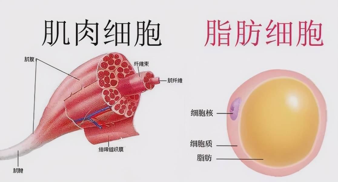 那些健身老司机才知道的防伪健身知识，这些真相你必须知道