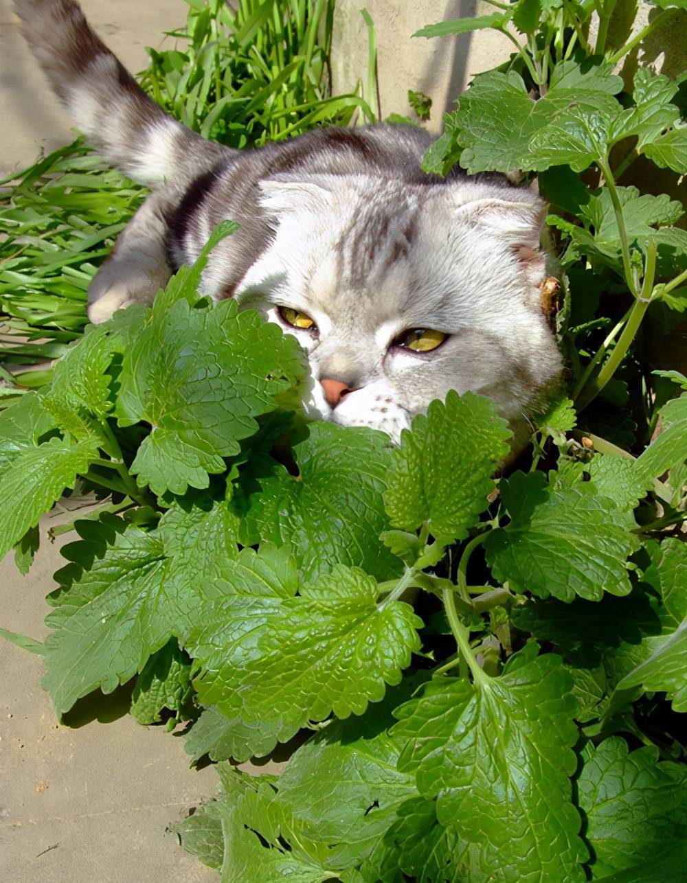 神奇的猫薄荷，深受猫咪的喜爱，有危害吗？