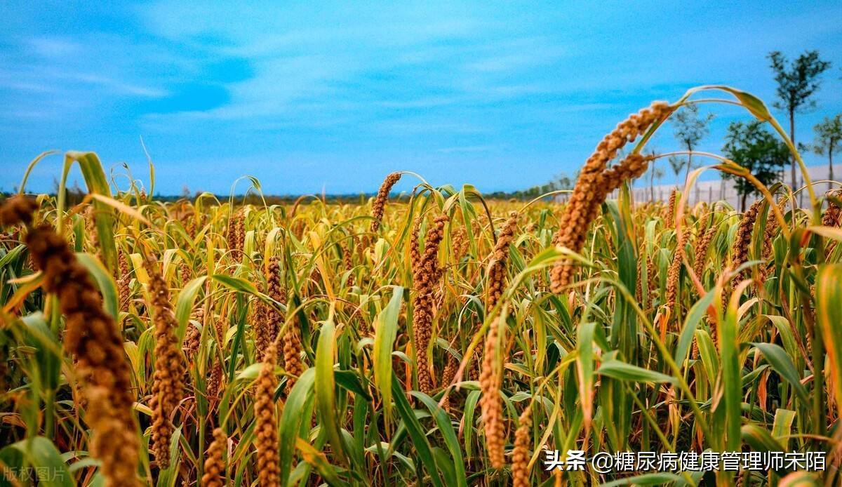 大麦是一种什么样的食物？糖尿病人吃大麦利弊有哪些？附8种吃法