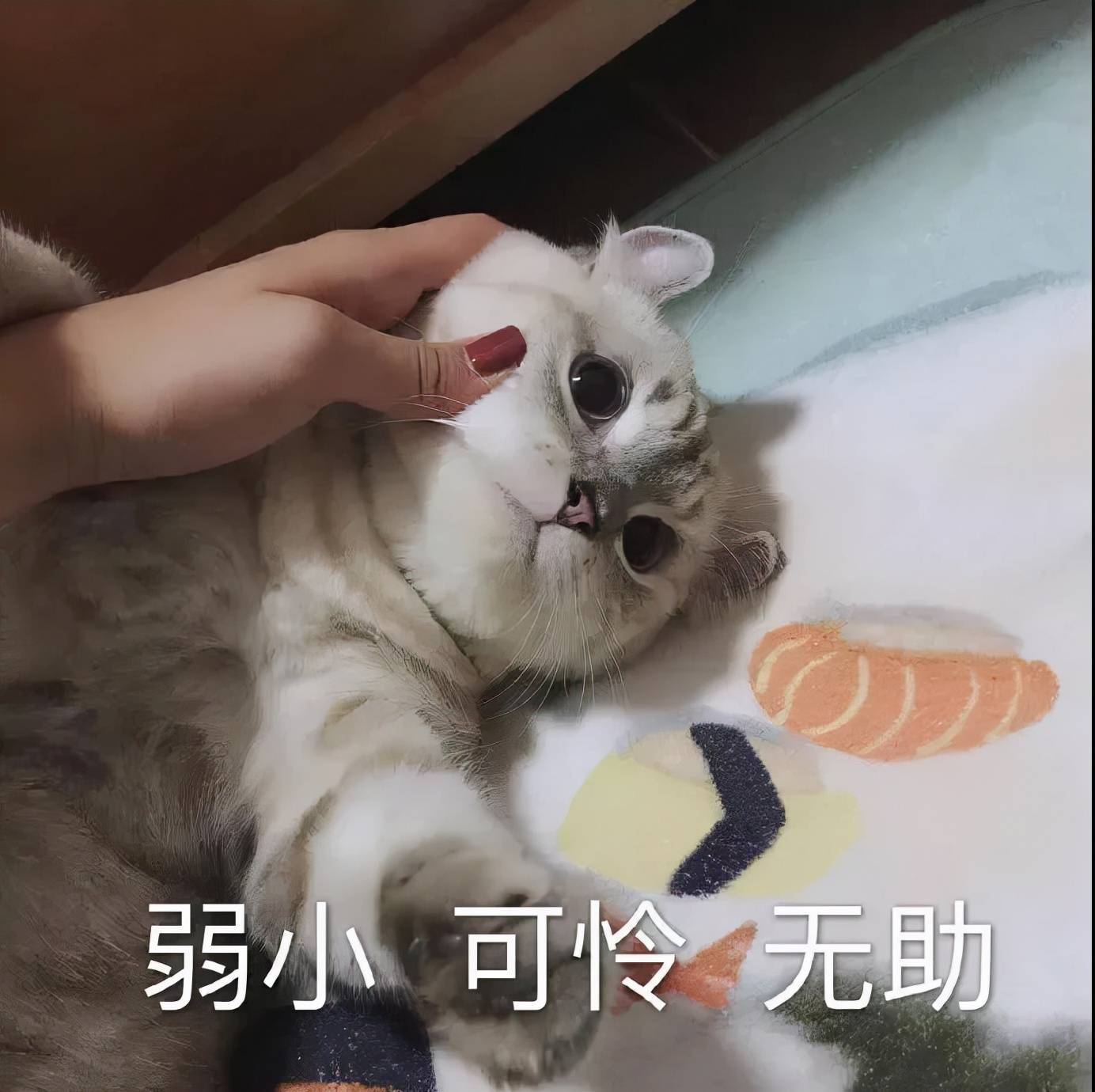 猫咪怎么养都养不胖？想要让猫咪科学增肥，可以这样