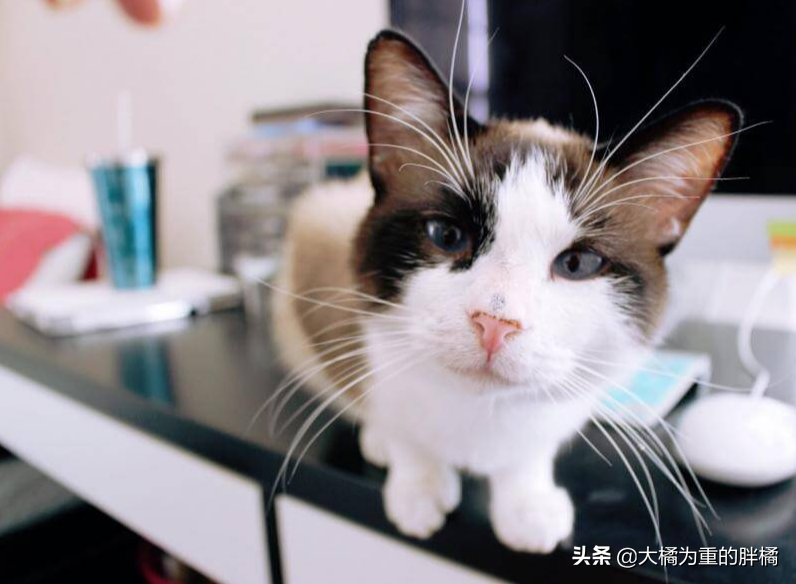 猫猫多大去绝育？“6个月大”时挺合适，绝育前还要记住这三件事