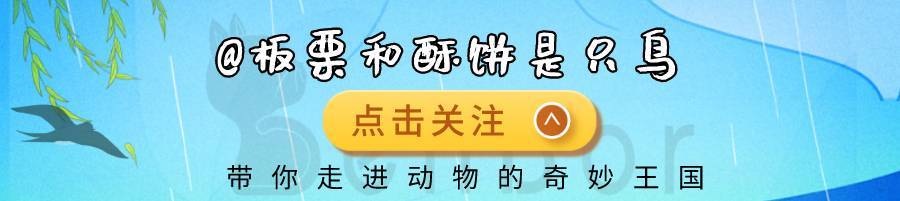 如果说熊猫的黑眼圈是为了保护眼睛，为什么北极熊没进化出黑眼圈