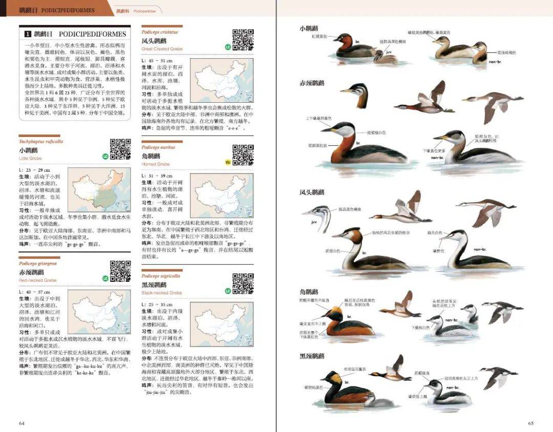 中国有1489种鸟，你却只认识麻雀……