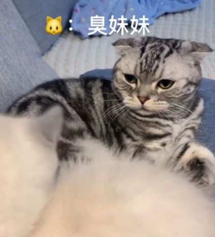 恨主人的猫咪，都是这几件事逼出来的