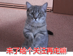 盘点无攻击性的6种狗，家里有小孩，也能放心养