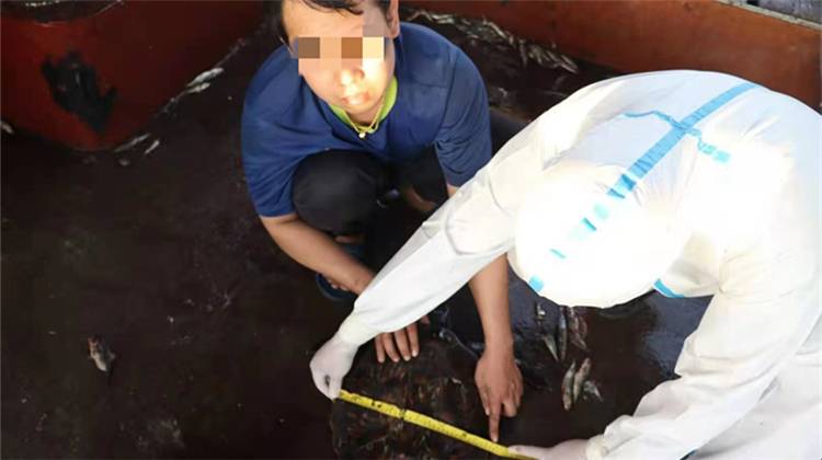 渔船厨房里有两只海龟？竟是濒危野生动物