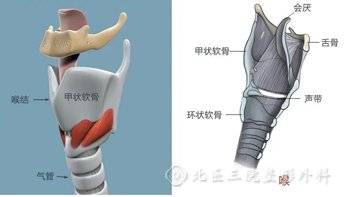 求助：喉结太突太大，能通过整形缩小吗？