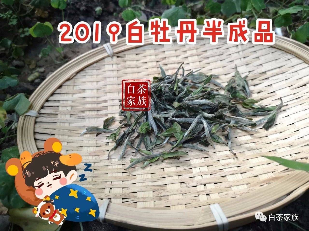 白茶存多少年才好喝？老茶真的比新茶味道更好吗？告诉你答案