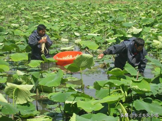 农民不出去打工在家能干什么，我用亲身经历告诉你，在家也能赚钱