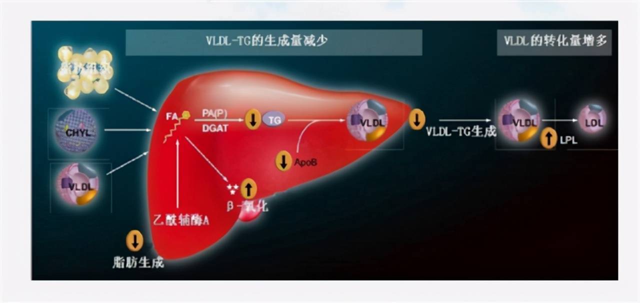 甘油三酯高不高，腿可能不会骗人，若3种信号，尽量别忽视