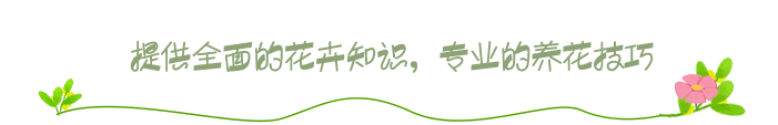 家里养这3种花，净化空气吸甲醛，效果好不用买空气净化器