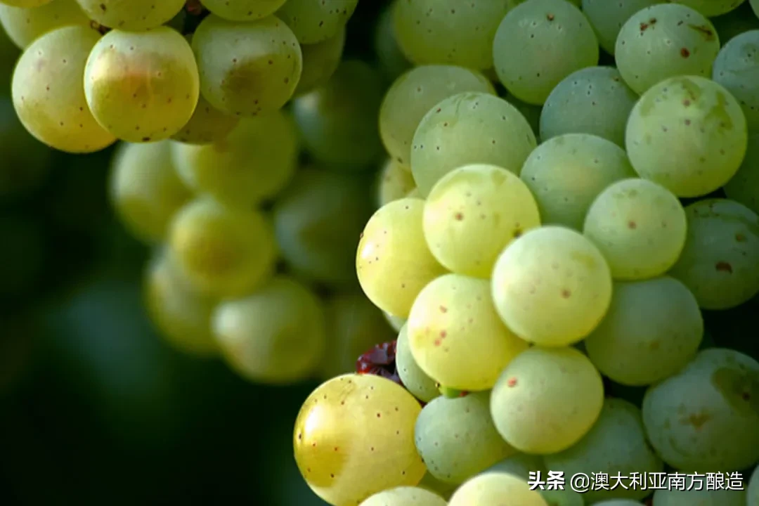 美食配美酒，各式白葡萄酒的“花样配餐”