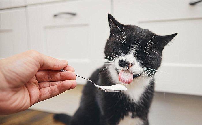 这6种食物，猫咪很爱吃，别让它在旁边流口水