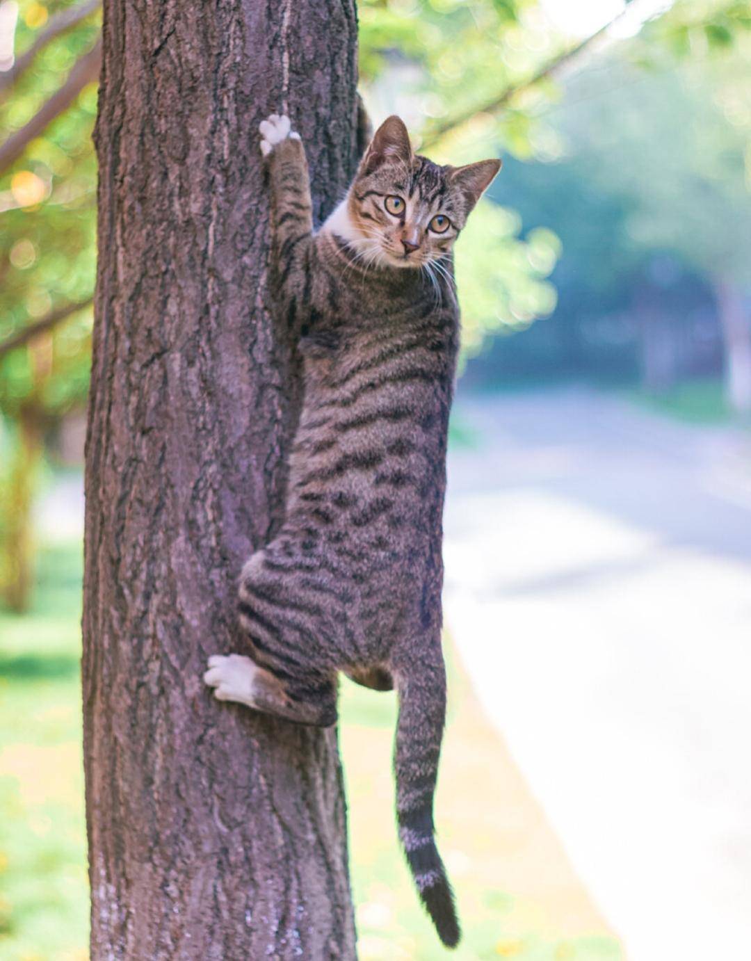 农村老家的猫，夏天会捕蛇吃，猫真的不怕蛇吗？