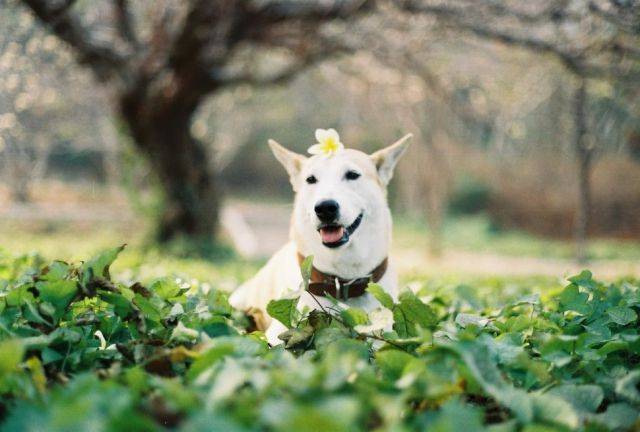 手贱搜索smile dog，吓死！可这微笑狗好萌