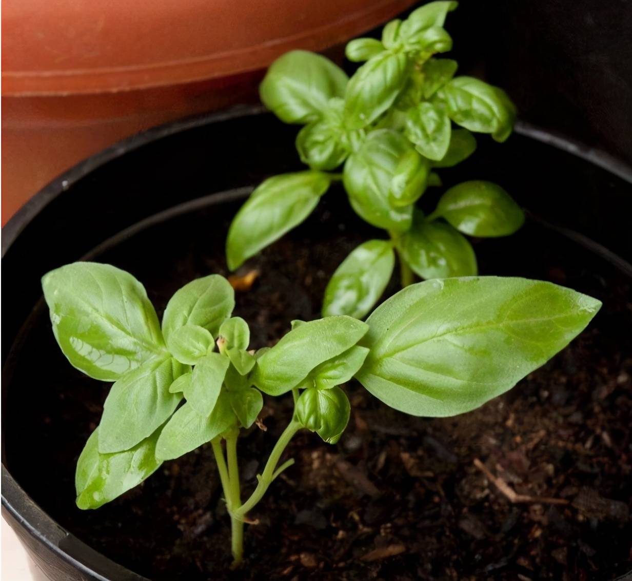 能食用的3种香草植物，剪一段插土里就能生根发芽