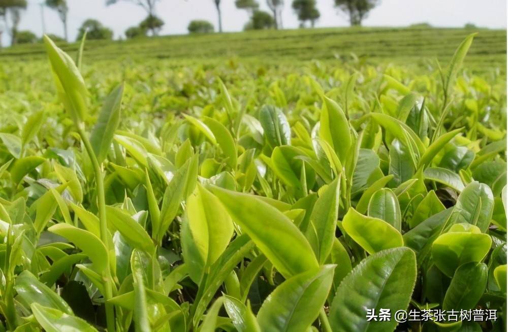 「普洱茶知识汇总」你想要了解的普洱茶知识全在这里