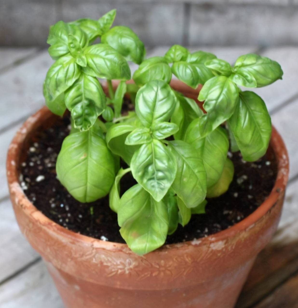 能食用的3种香草植物，剪一段插土里就能生根发芽