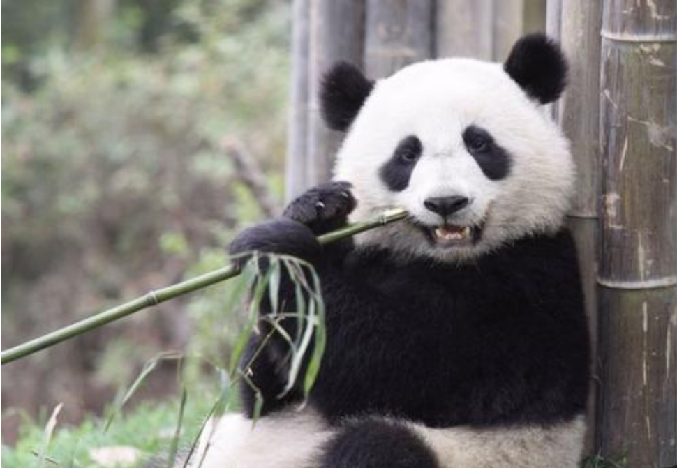 如果说熊猫的黑眼圈是为了保护眼睛，为什么北极熊没进化出黑眼圈