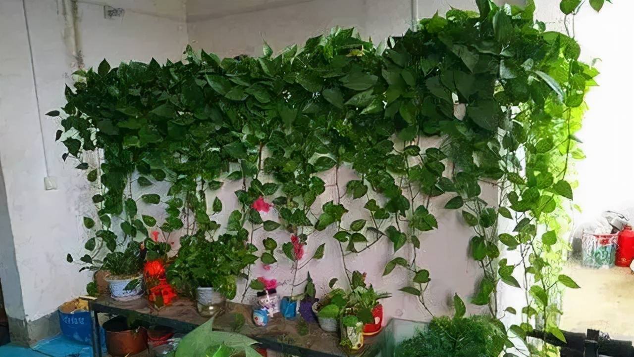 家庭里，养这4种“植物”很合适，能“吸甲醛”，让家人更健康