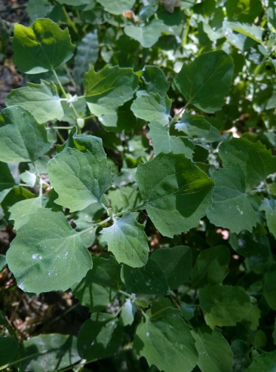 农村种植致富项目，强烈推荐，赶紧收藏