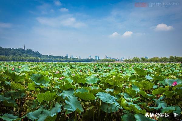 杭州西湖的荷花已进入最佳观赏期，以曲院风荷为首选，自古就如此