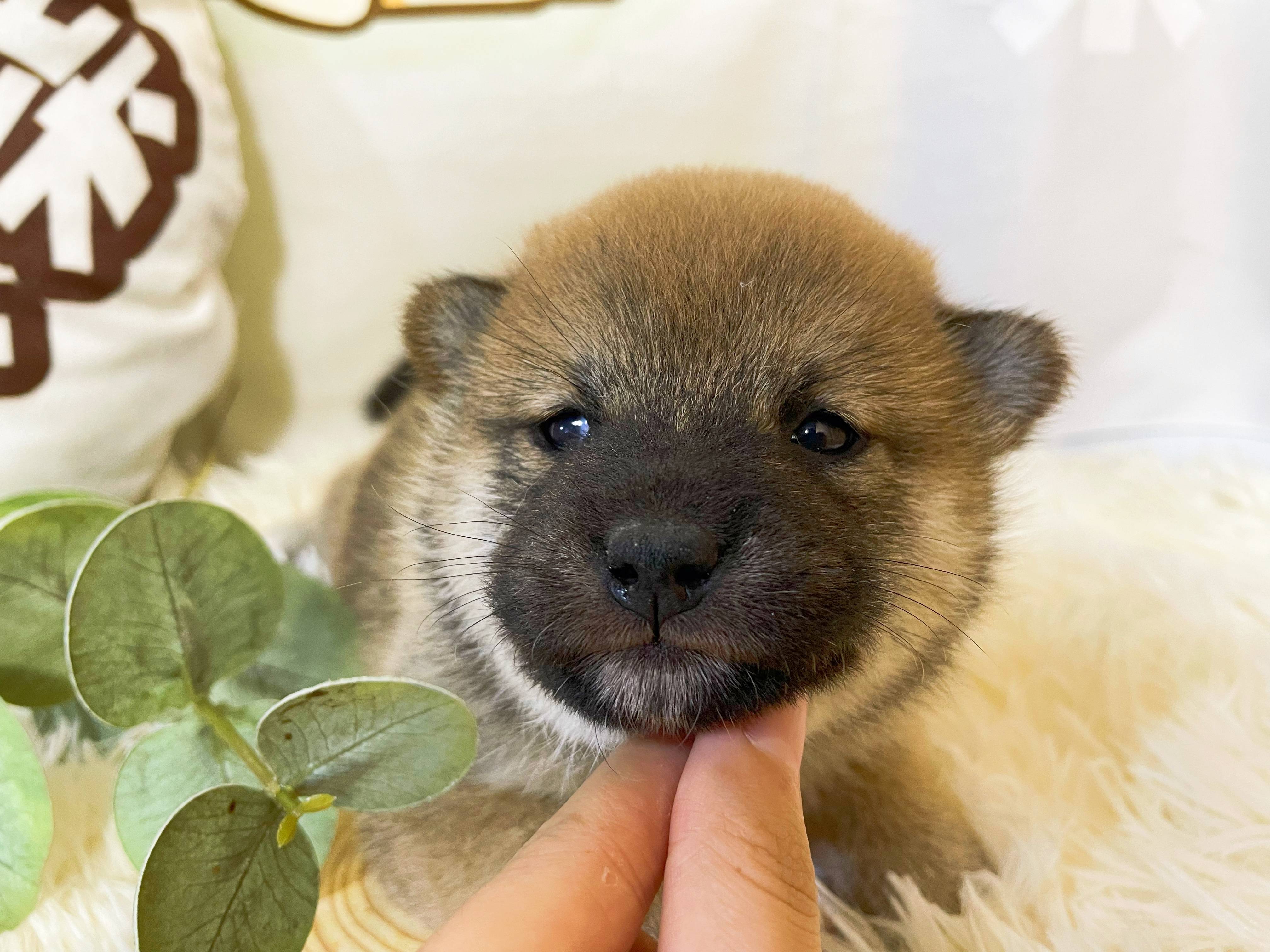 柴犬价格幼犬一般多少钱？如何看性价比高不高？