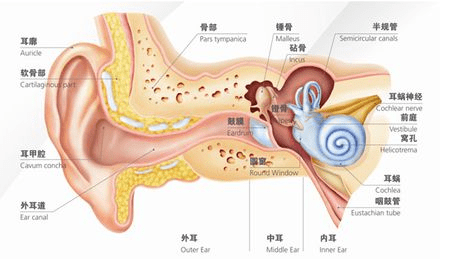 什么耳机对耳朵伤害最小？骨传导耳机和普通耳机区别究竟在哪？