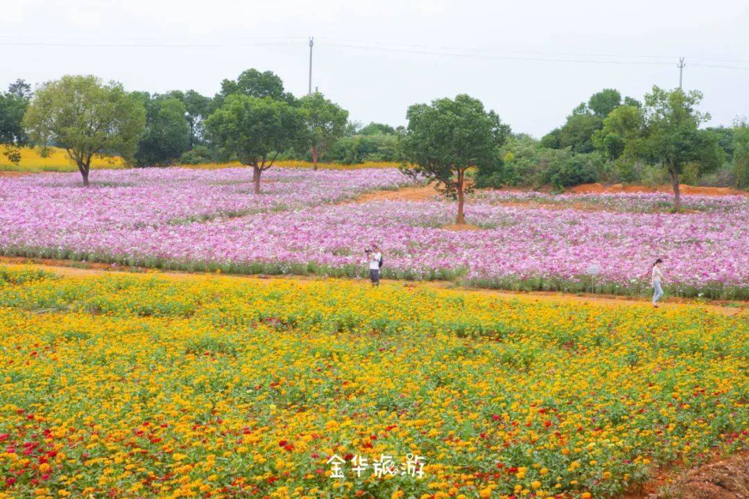 美到炸裂！！金华这片花海藏不住啦！花海、秋日和你，绝配！