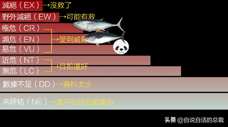 30年前只能做猫粮，今天为何变成奢侈品？蓝鳍金枪鱼为何如此贵