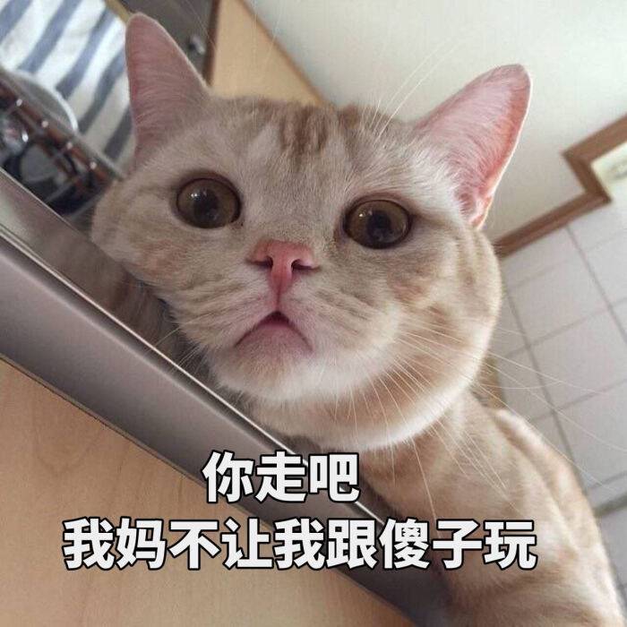 “买猫一时爽，养猫火葬场”的几种猫，劝你别盲目入手