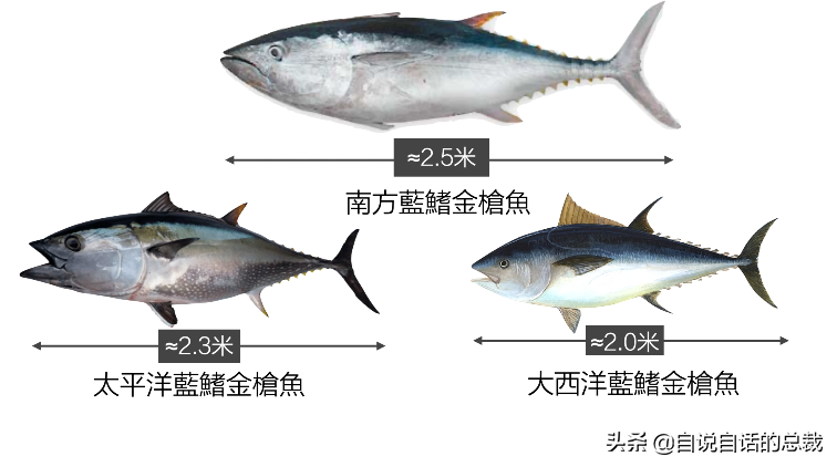 30年前只能做猫粮，今天为何变成奢侈品？蓝鳍金枪鱼为何如此贵