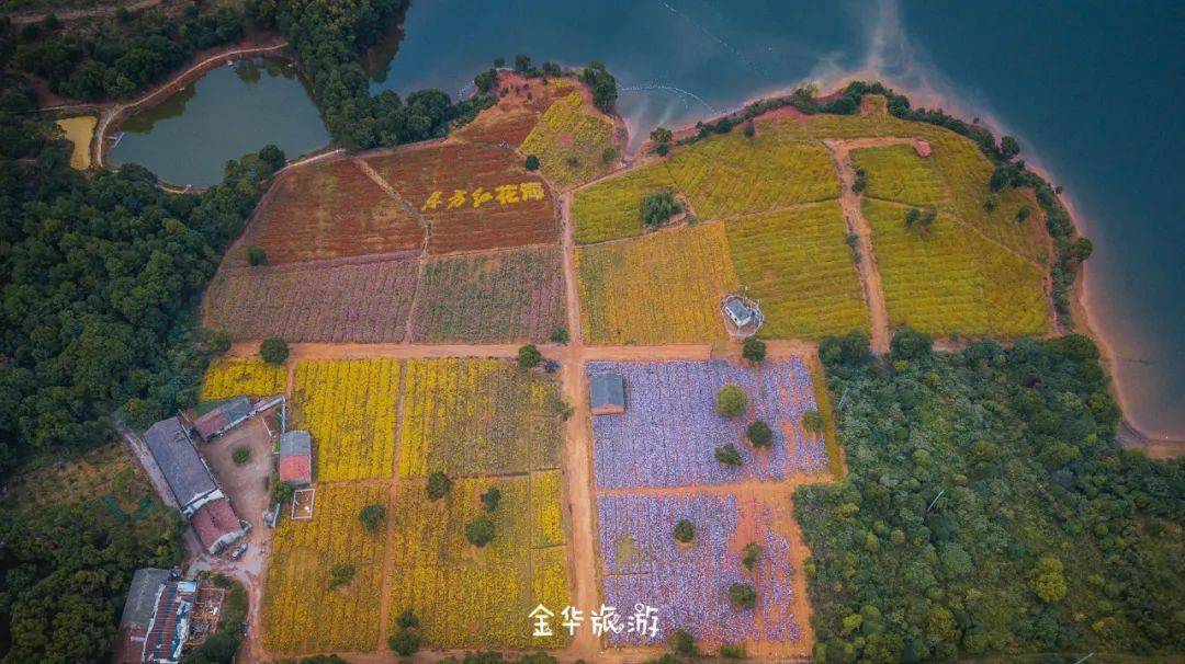 美到炸裂！！金华这片花海藏不住啦！花海、秋日和你，绝配！