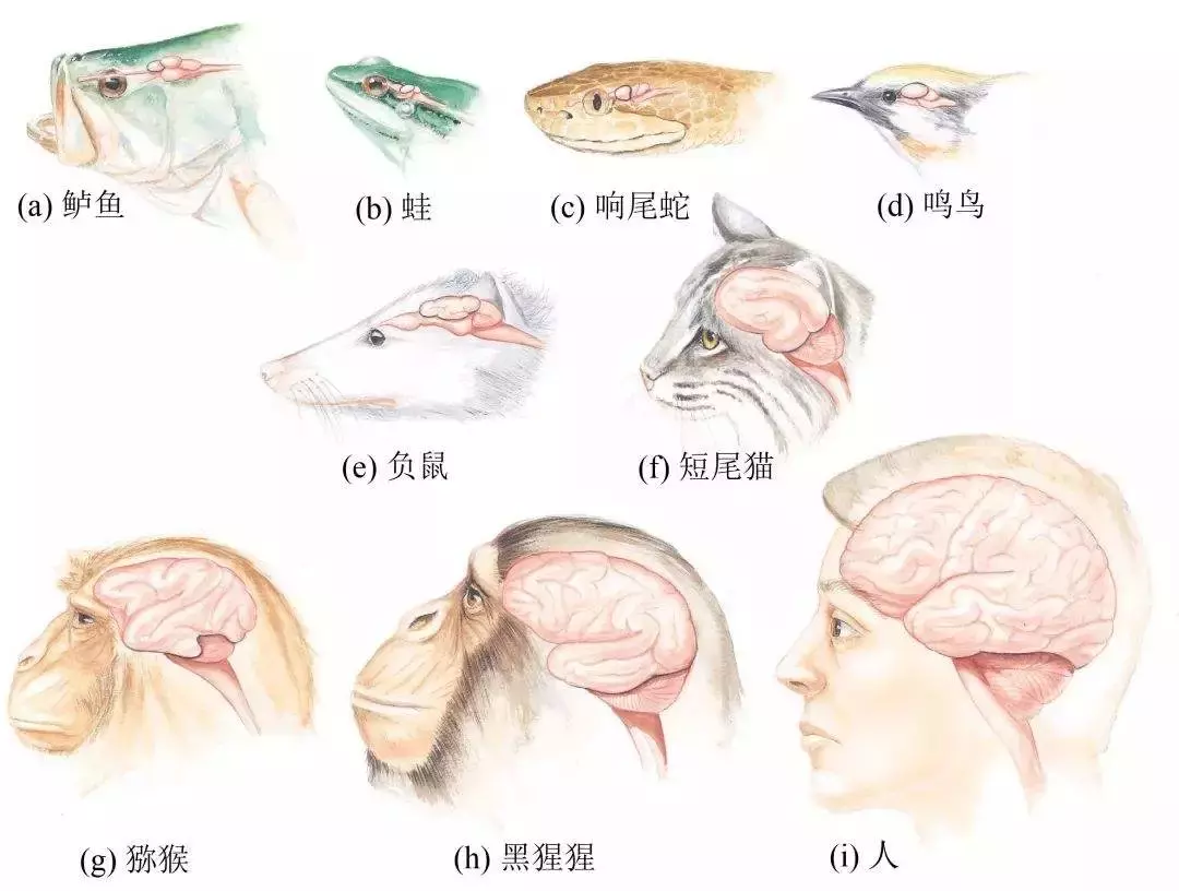 看视频学编程，总学不会？怪你自己