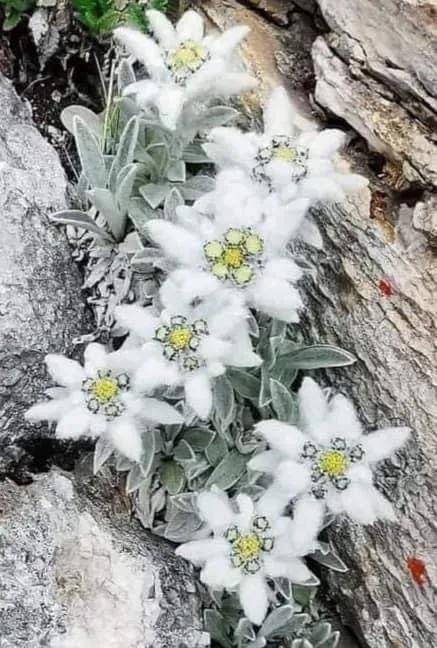 如果您喜欢白色，一定不虚此行