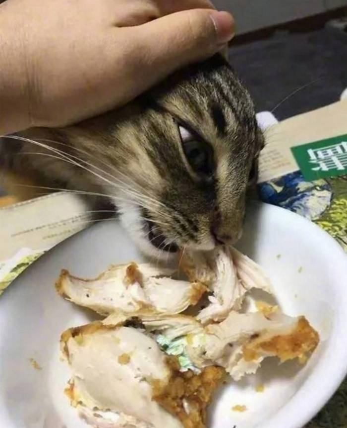 这6种食物，猫咪很爱吃，别让它在旁边流口水