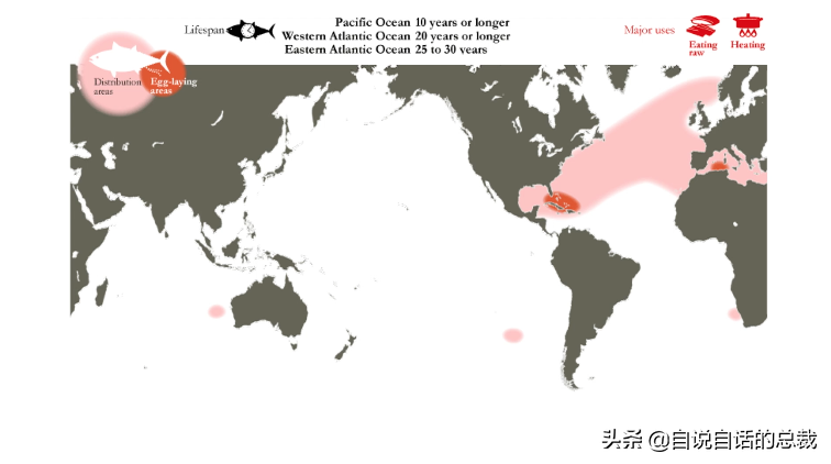 30年前只能做猫粮，今天为何变成奢侈品？蓝鳍金枪鱼为何如此贵