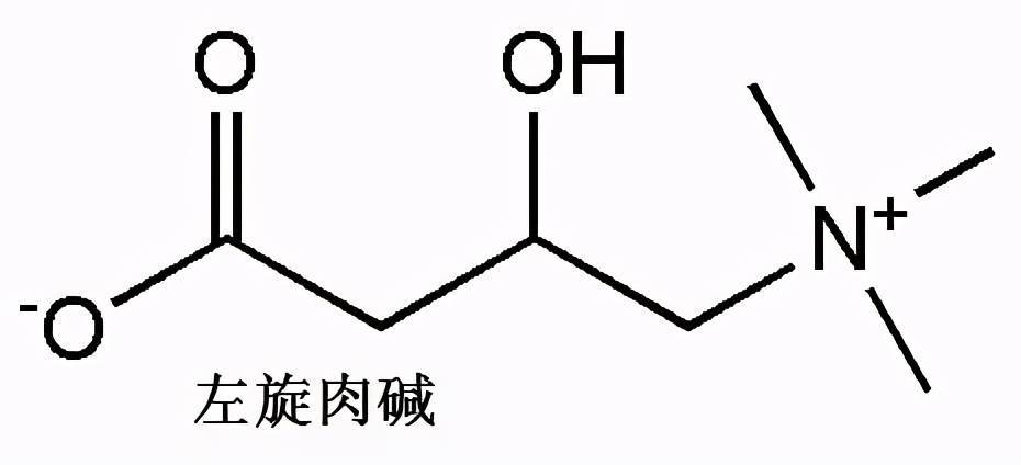 左旋肉碱是啥？能减肥吗？