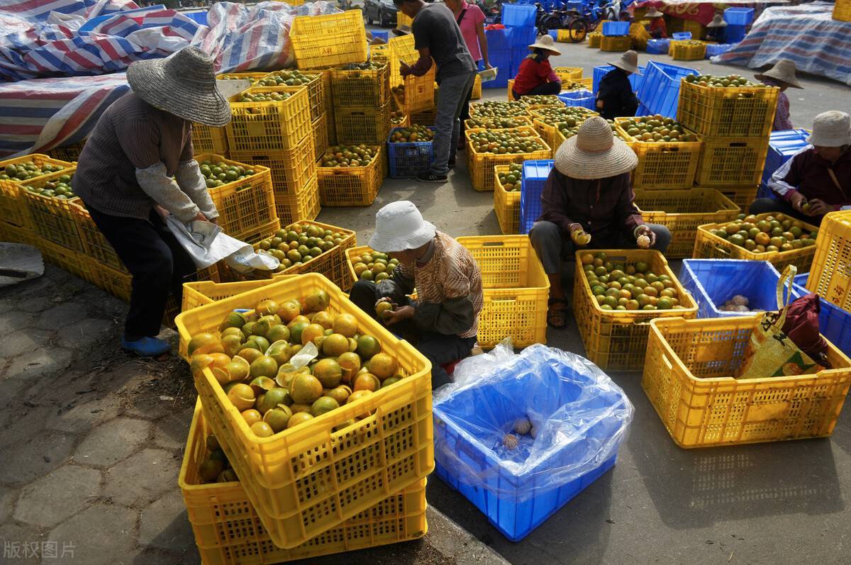 小青柑=陈皮 普洱茶？不好意思，你又被骗了