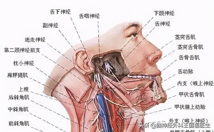 喉咙痛了三个月？小心是舌咽神经痛，容易与三叉神经痛混淆