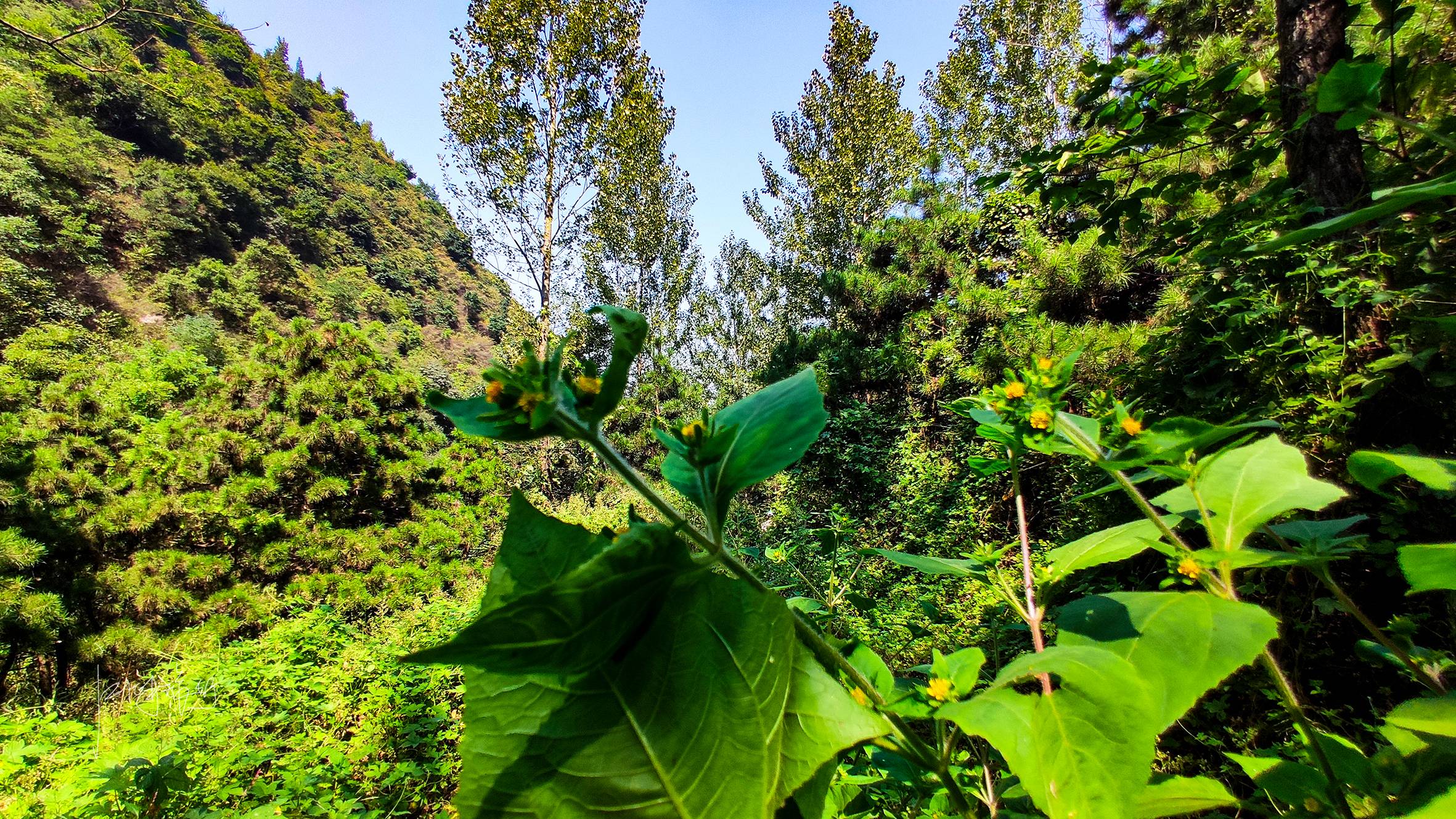 初秋秦岭周末休闲游秘境，西安周边野景区画风不一般，好玩还免费