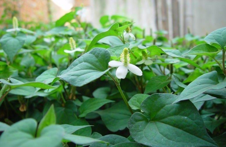 农村种植致富项目，强烈推荐，赶紧收藏